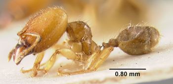 Media type: image;   Entomology 20731 Aspect: habitus lateral view
